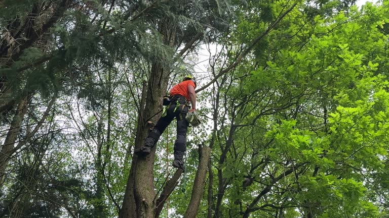 Best Tree Preservation Services  in Silver Bay, MN